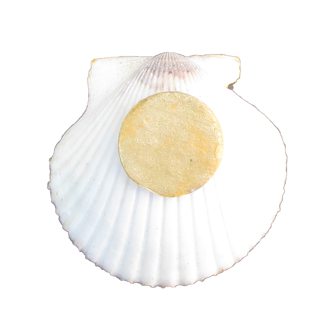 Hand-Painted Natural Shell Butter Pats / Salt Cellars, Set of 12