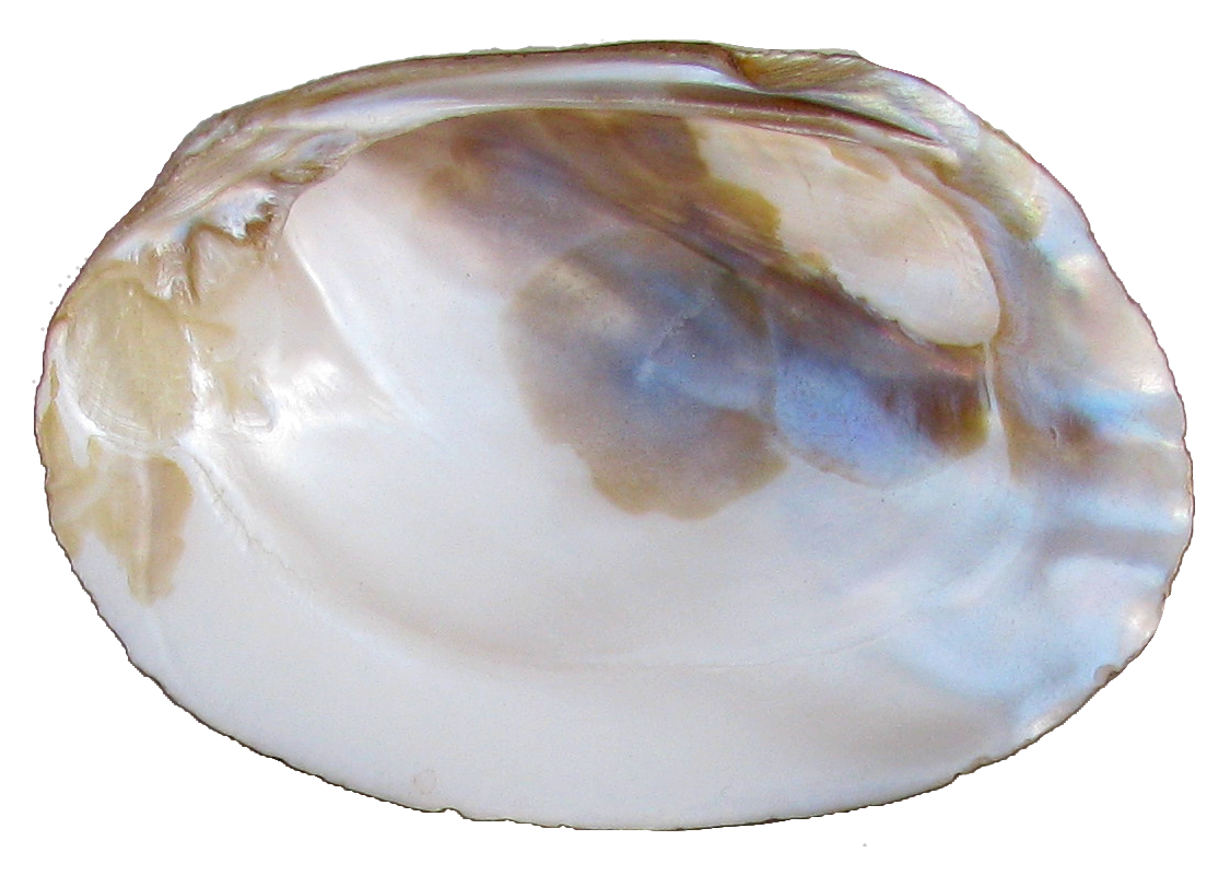 Antique Natural Iridescent Abalone Seashell Bowls- Set of 5