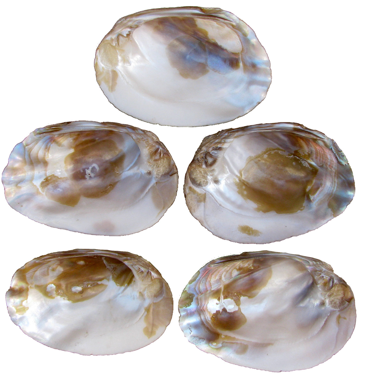 Antique Natural Iridescent Abalone Seashell Bowls- Set of 5