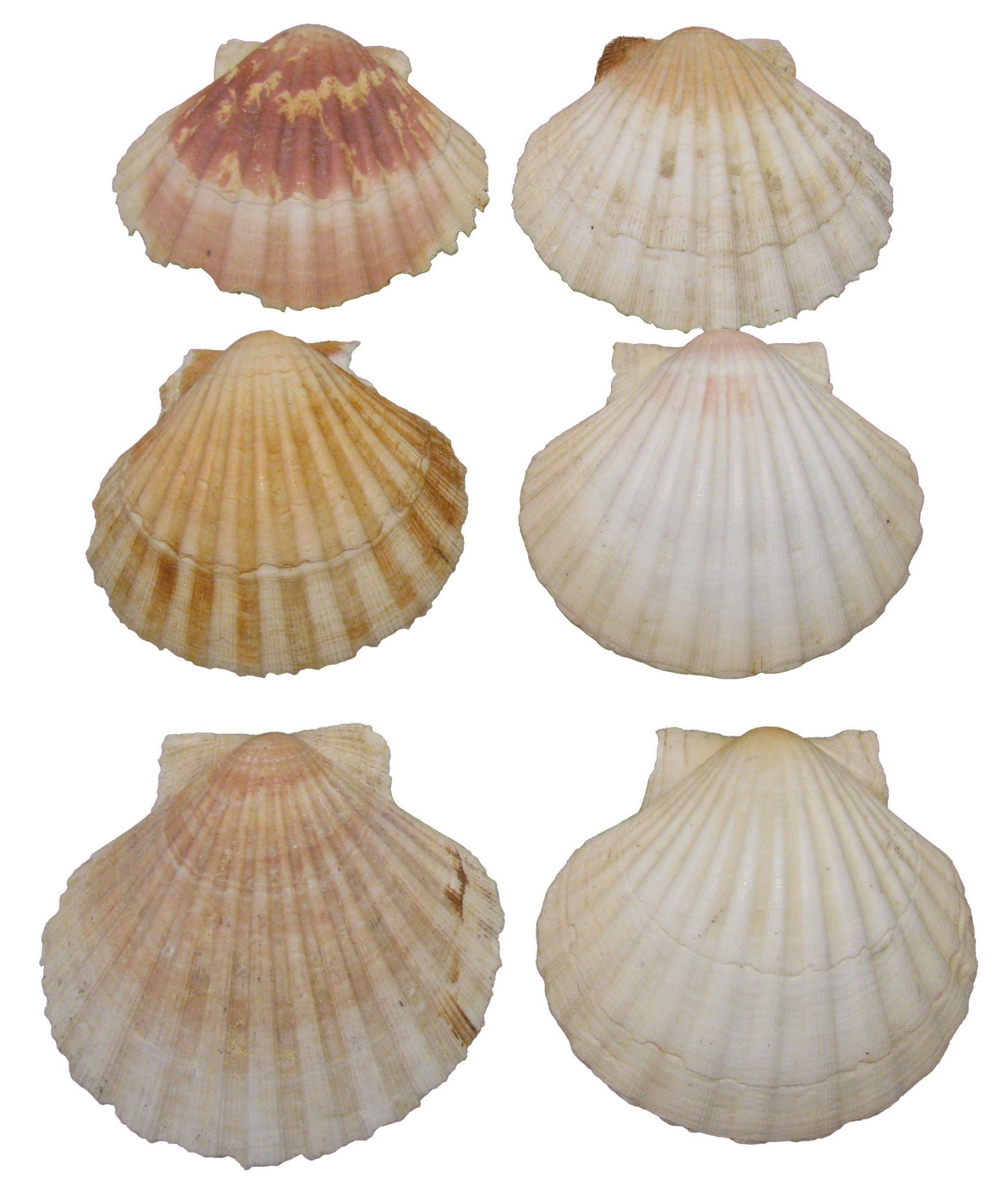 French Mediterranean Scallop Shells - Set of 6