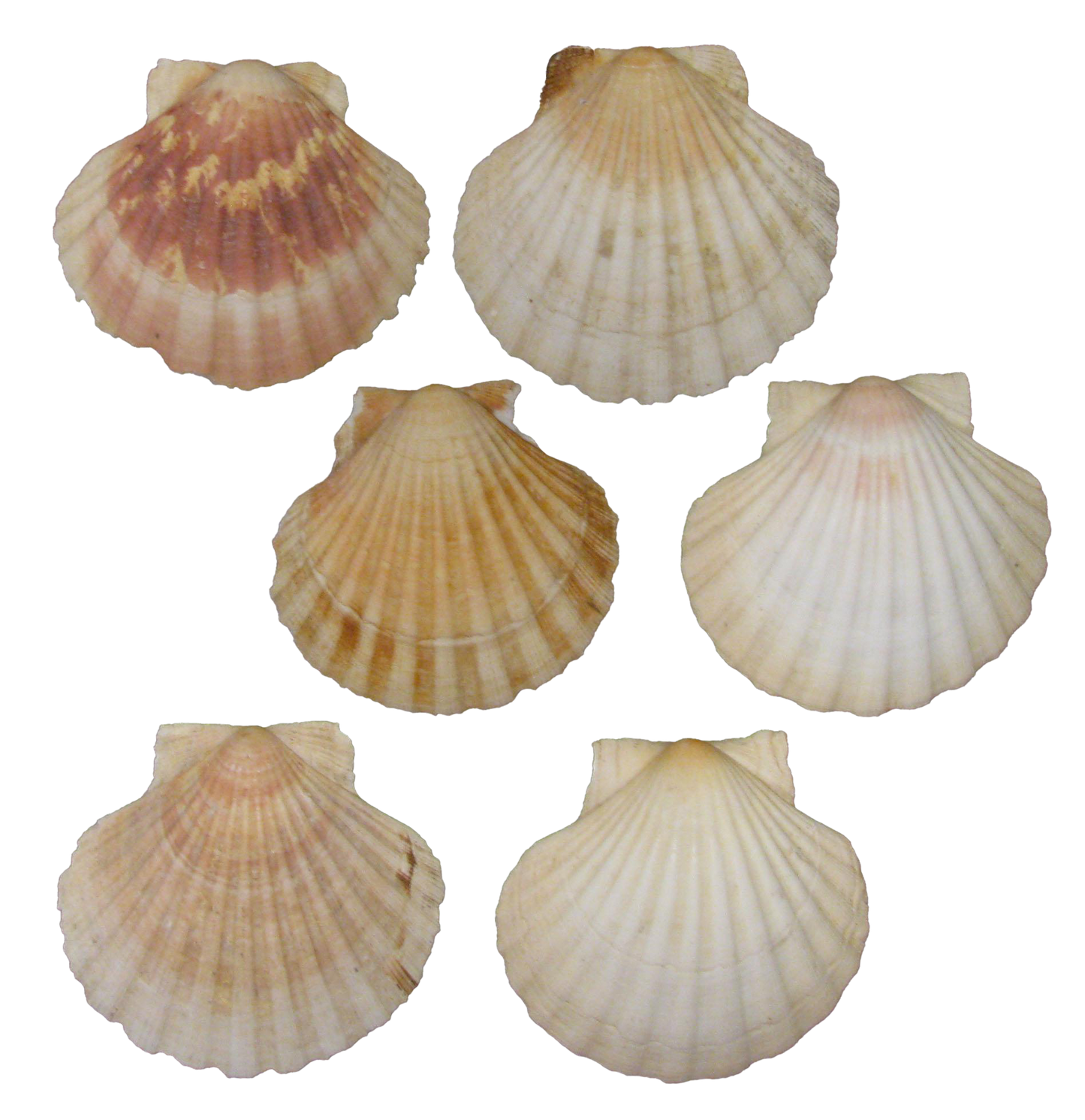 French Mediterranean Scallop Shells - Set of 6