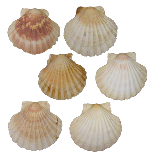 French Mediterranean Scallop Shells - Set of 6