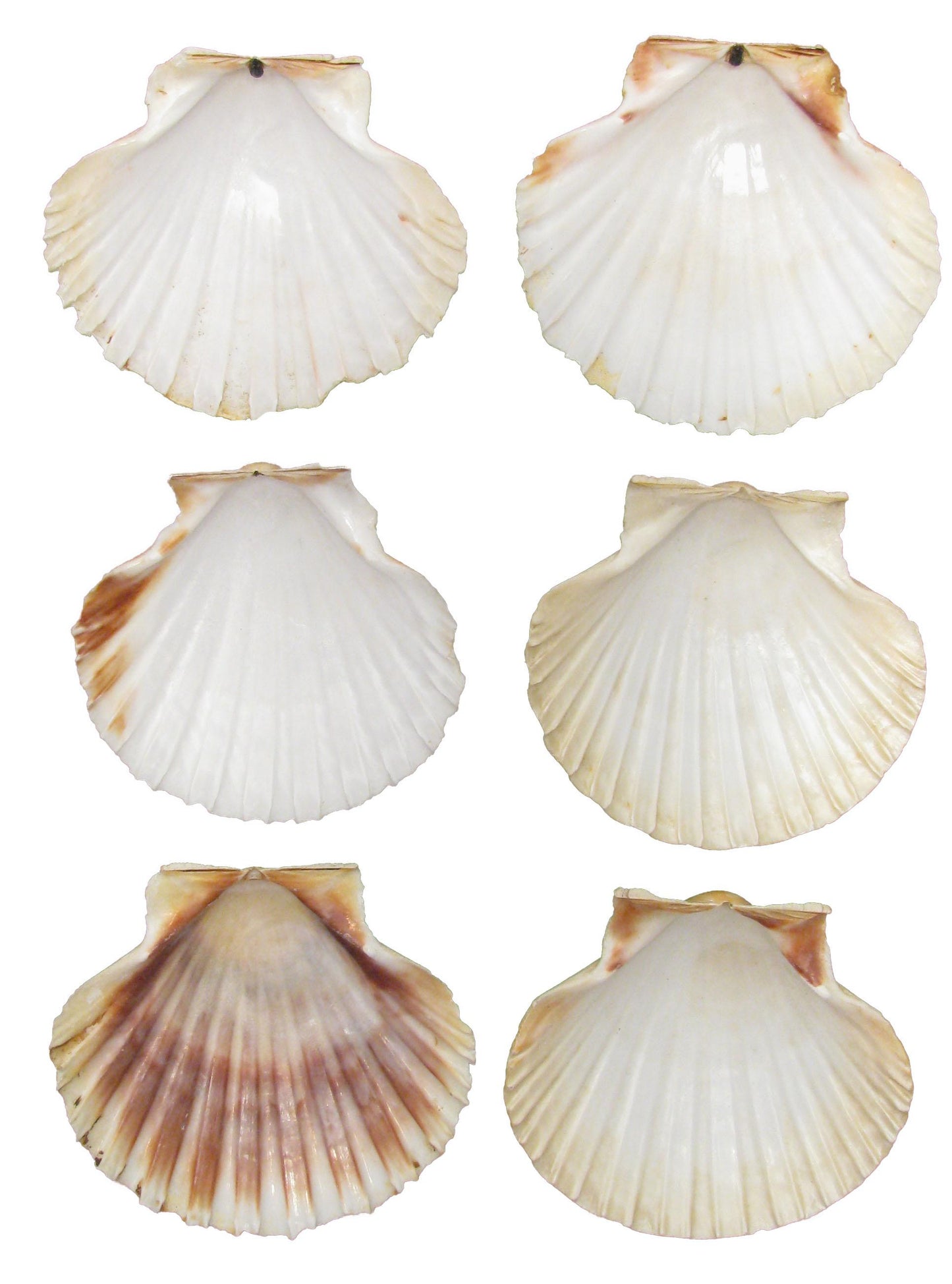 French Mediterranean Scallop Shells - Set of 6