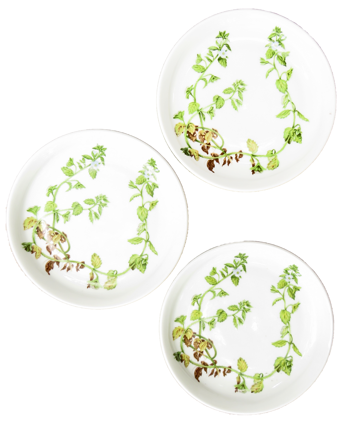 Porcelaine De Paris White & Green Botanical Plates, Set of 3