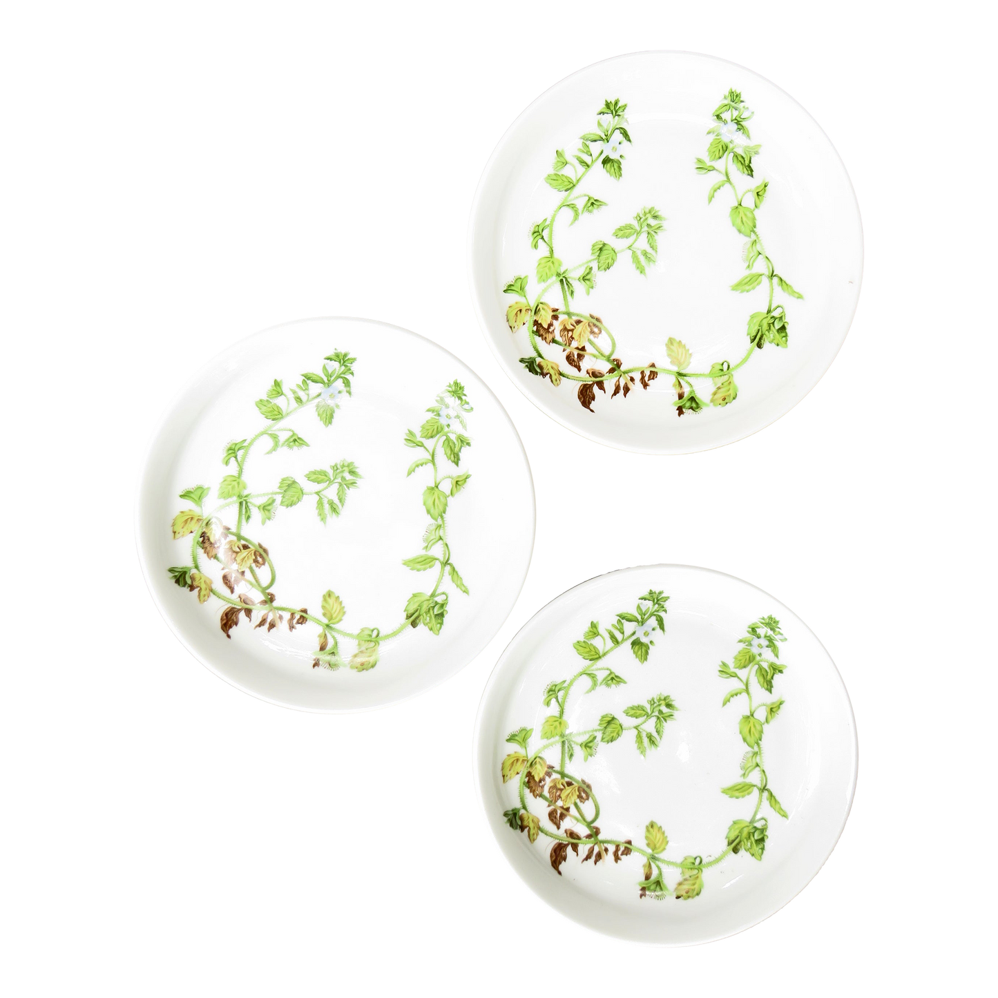 Porcelaine De Paris White & Green Botanical Plates, Set of 3