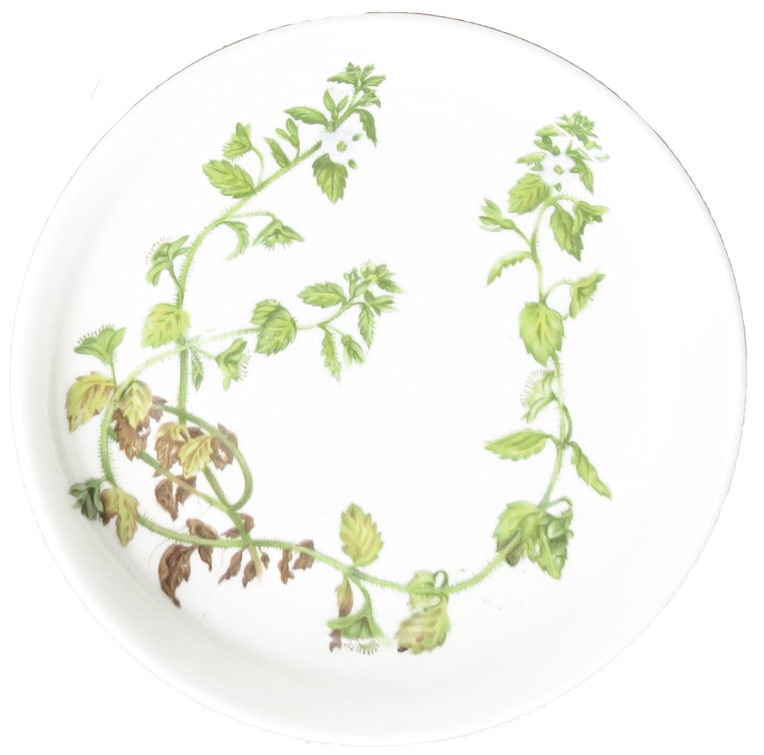 Porcelaine De Paris White & Green Botanical Plates, Set of 3