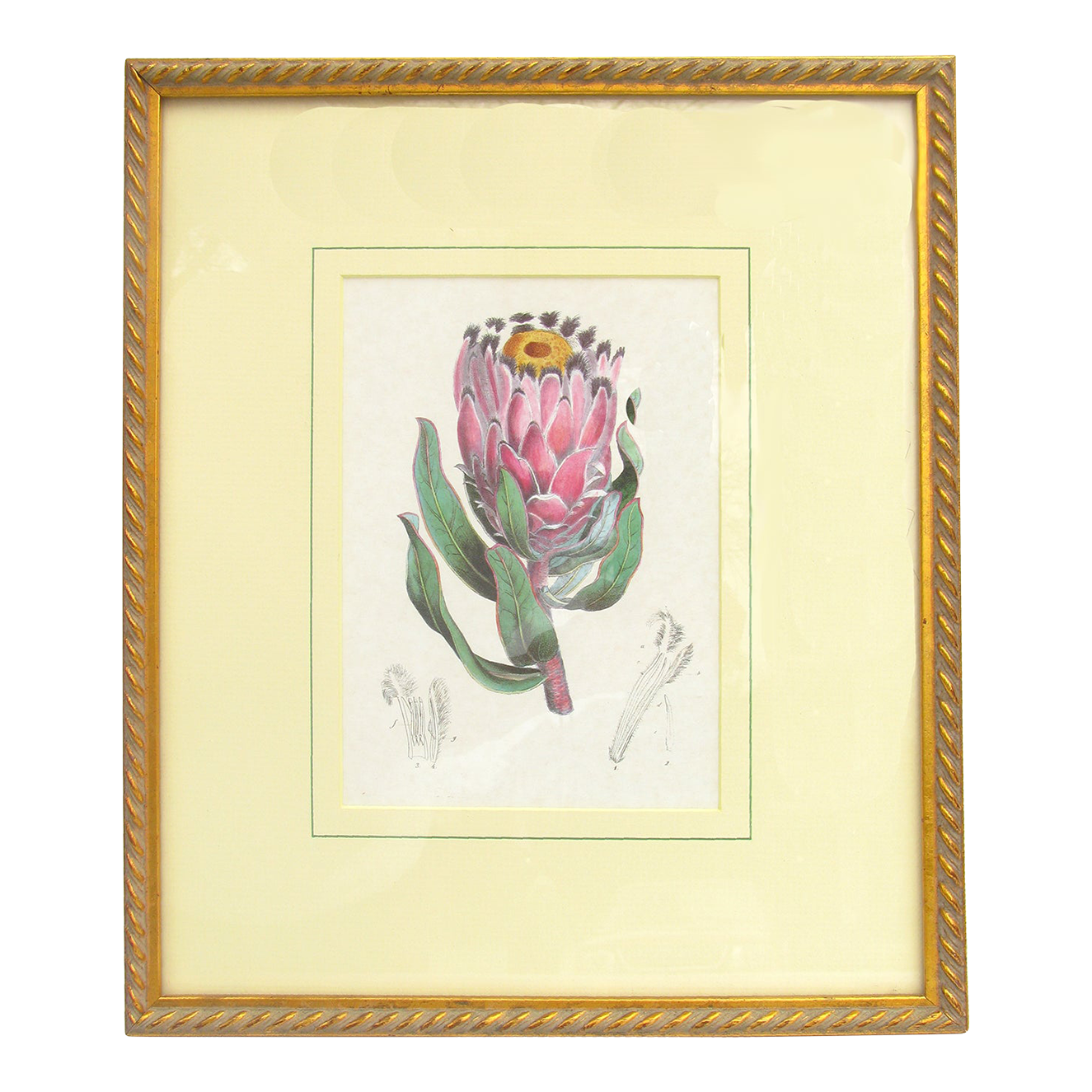 Vintage Botanical Engraving - Protea Flower, National Flower of South Africa
