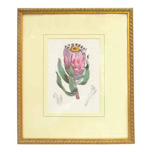 Vintage Botanical Engraving - Protea Flower, National Flower of South Africa
