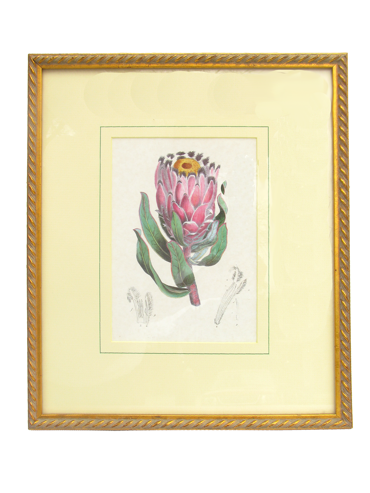 Vintage Botanical Engraving - Protea Flower, National Flower of South Africa
